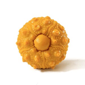 May include: A bright yellow sea urchin specimen featuring a spherical, textured body with numerous small, raised bumps and a prominent, smooth, pentagonal central plate on its top surface, showcasing a detailed and intricate natural structure.