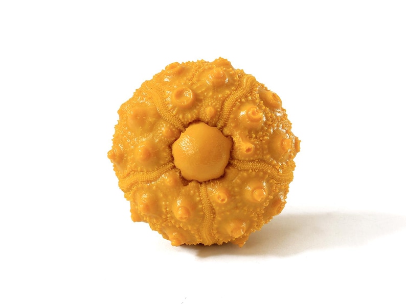 May include: A bright yellow sea urchin specimen featuring a spherical, textured body with numerous small, raised bumps and a prominent, smooth, pentagonal central plate on its top surface, showcasing a detailed and intricate natural structure.