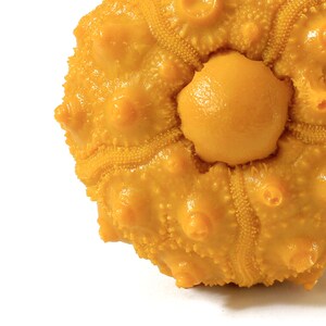 Puede incluir: Un erizo de mar amarillo con una superficie redonda y texturizada y una abertura central circular. El erizo tiene un color amarillo brillante y una textura ligeramente abultada.