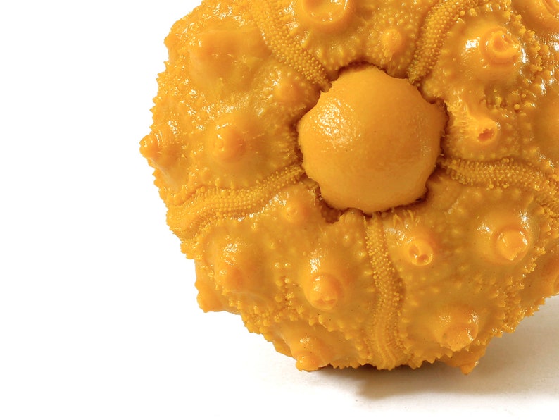 Puede incluir: Un erizo de mar amarillo con una superficie redonda y texturizada y una abertura central circular. El erizo tiene un color amarillo brillante y una textura ligeramente abultada.