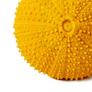 Puede incluir: Primer plano de una concha de erizo de mar de color amarillo brillante. La concha tiene una superficie texturizada cubierta de peque&ntilde;os bultos redondeados y un borde espinoso. El fondo es blanco liso, lo que resalta los intrincados detalles del objeto natural.