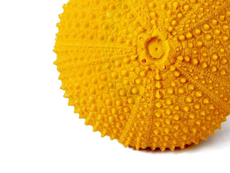 Puede incluir: Primer plano de una concha de erizo de mar de color amarillo brillante. La concha tiene una superficie texturizada cubierta de peque&ntilde;os bultos redondeados y un borde espinoso. El fondo es blanco liso, lo que resalta los intrincados detalles del objeto natural.