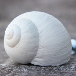 Pode incluir: Uma concha de caracol branca com um padr&atilde;o em espiral. A concha &eacute; lisa e tem um acabamento brilhante.