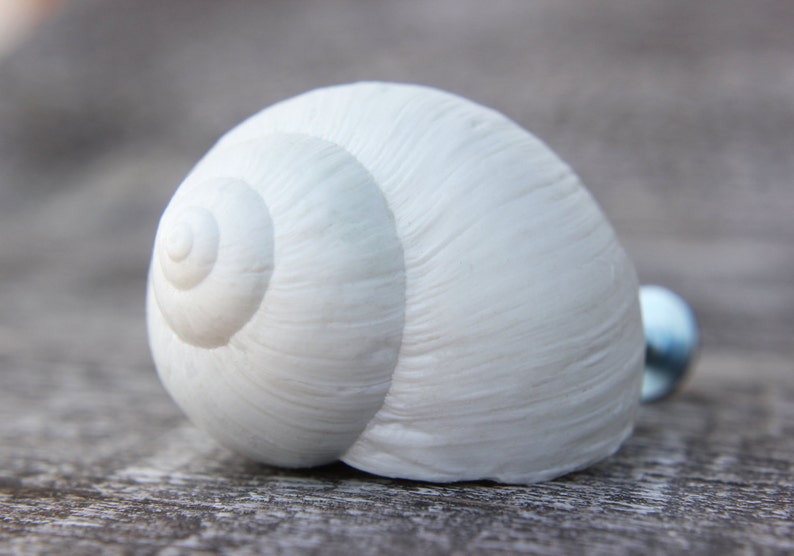 Pode incluir: Uma concha de caracol branca com um padr&atilde;o em espiral. A concha &eacute; lisa e tem um acabamento brilhante.