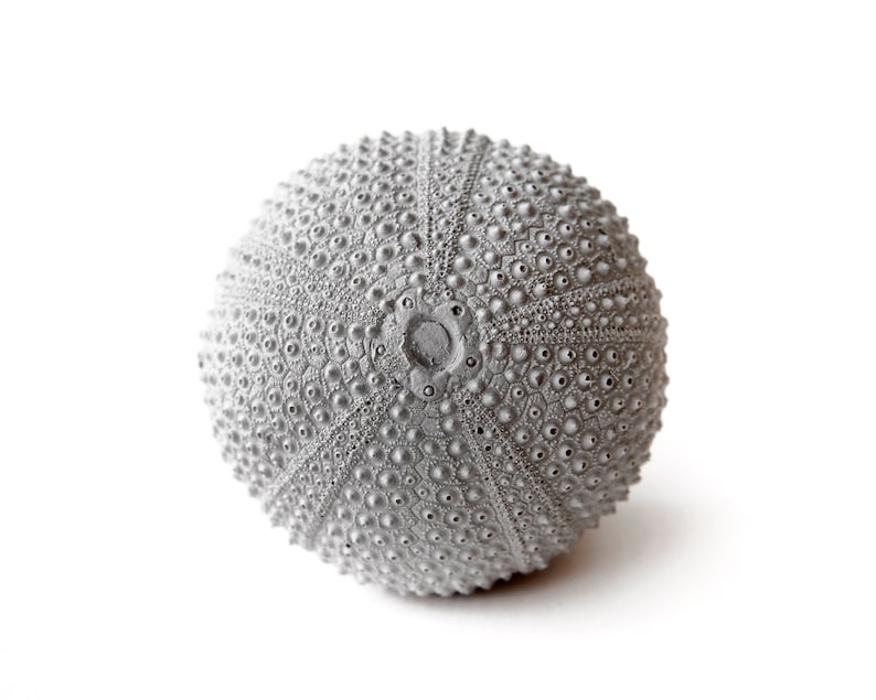 May include: A gray sea urchin with a textured surface. The urchin is round and has a small opening in the center.