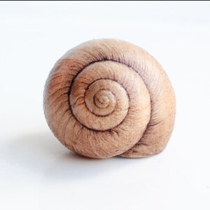 May include: A close-up of a brown snail shell with a spiral pattern.