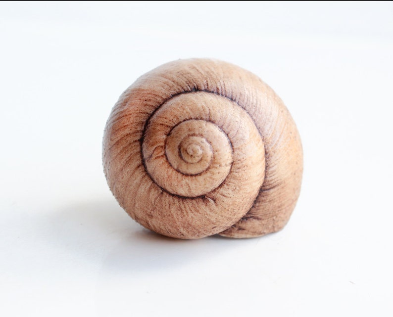 May include: A close-up of a brown snail shell with a spiral pattern.