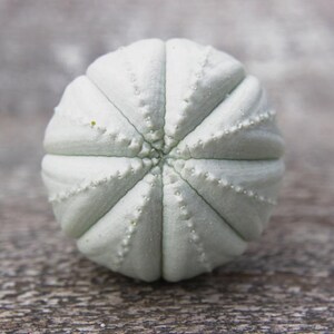 May include: A pale mint green sea urchin test with a spherical shape and distinct radial symmetry. The surface features prominent vertical ridges separated by deep grooves, with small, evenly spaced dots lining each ridge from the center point.