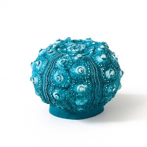 May include: A teal blue sea urchin shell with a textured surface and white accents.