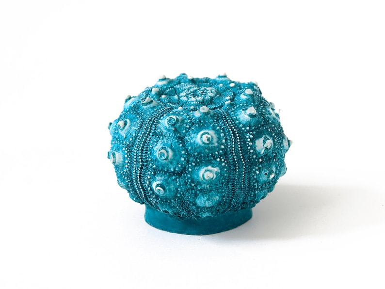 May include: A teal blue sea urchin shell with a textured surface and white accents.