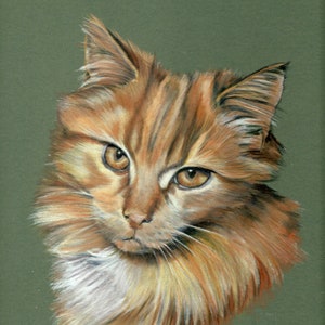 FLUFFY GINGER CAT - Original coloured pencil portrait of a cat - approx 8&quot; x6&quot;