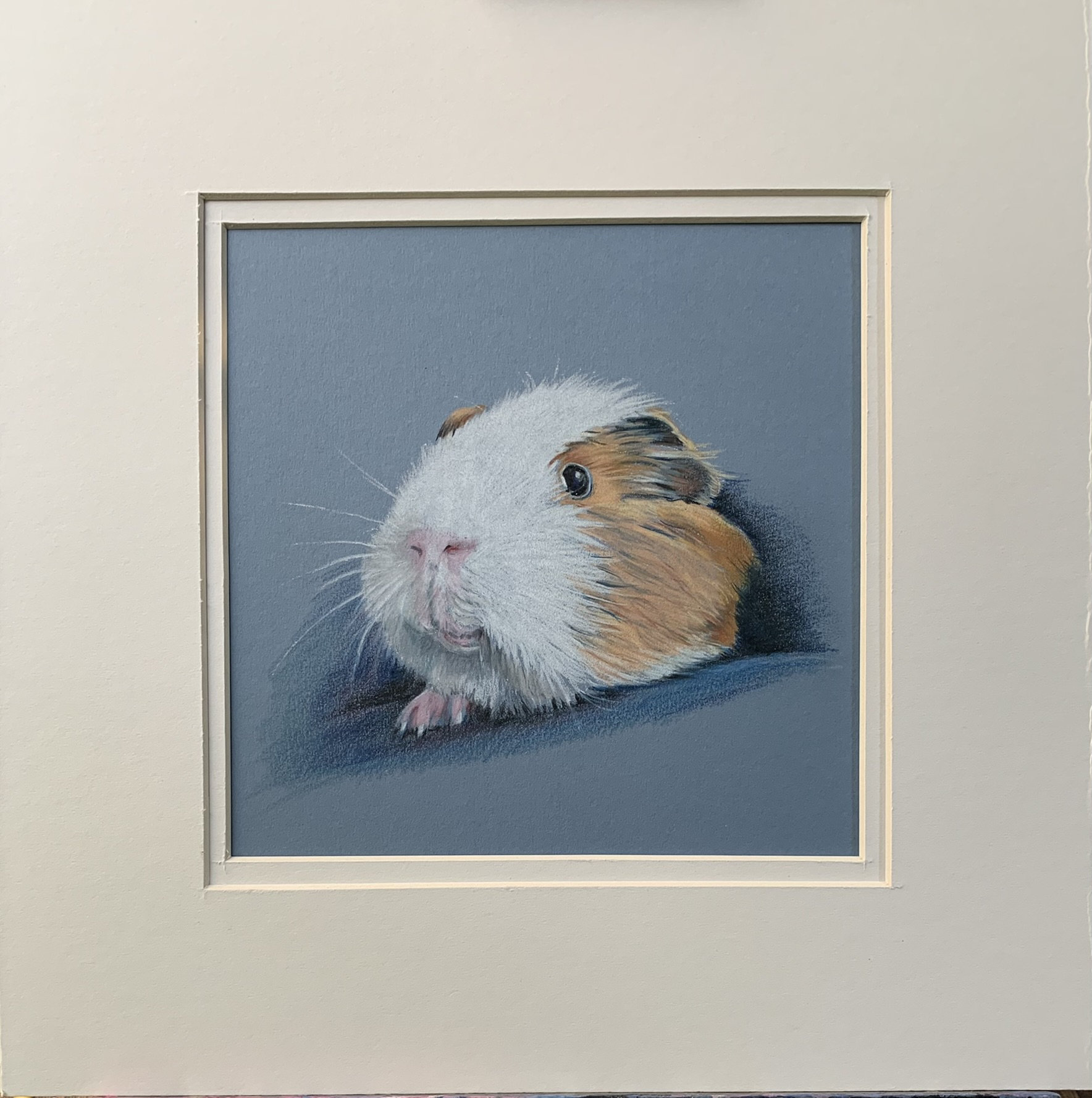 GUINEA PIG “SAM” Original coloured pencil portrait approx 7