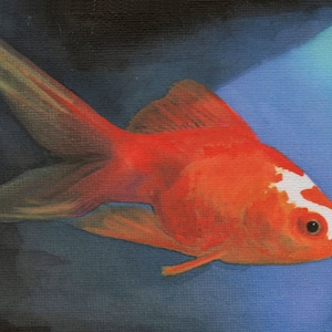 Original  Painting - Portrait of  KOI CARP - GOLDFISH - 6&quot; x 4&quot; - mounted