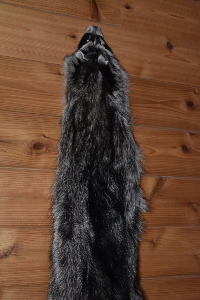 Raccoon Pelt 19032 Taxidermy Tubed Furs Small Animal Pelts Etsy