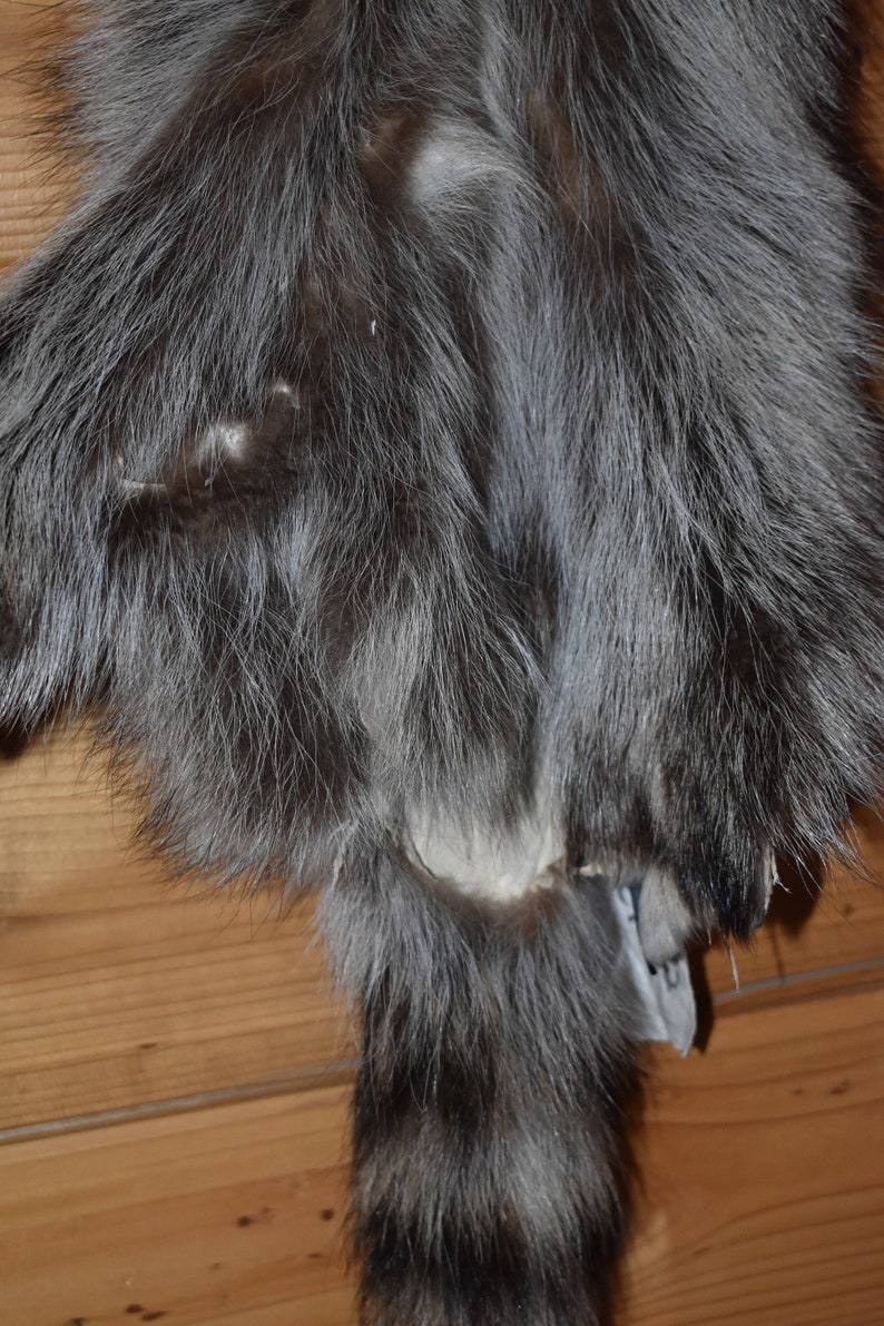 Raccoon Pelt 19032 Taxidermy Tubed Furs Small Animal Pelts Etsy