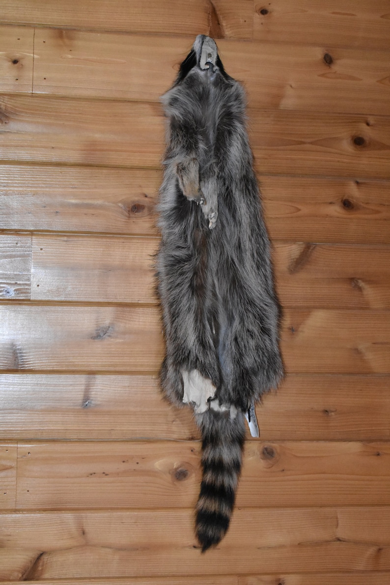 Raccoon Pelt 19032 Taxidermy Tubed Furs Small Animal Pelts Etsy