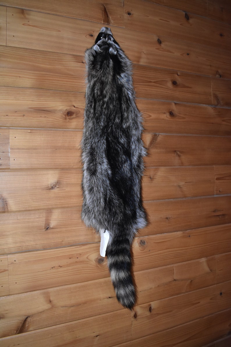Raccoon Pelt 19032 Taxidermy Tubed Furs Small Animal Pelts Etsy