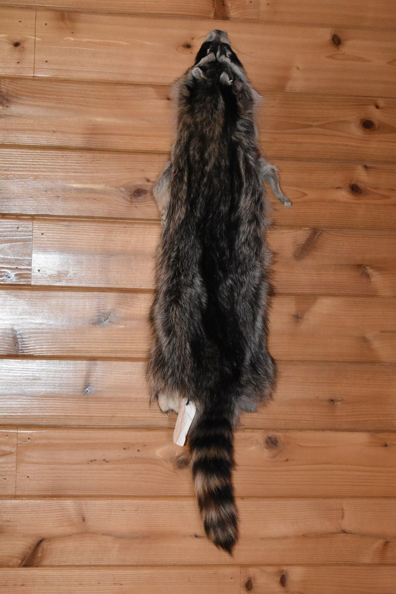Raccoon Pelt 19032 Taxidermy Tubed Furs Small Animal Pelts Etsy