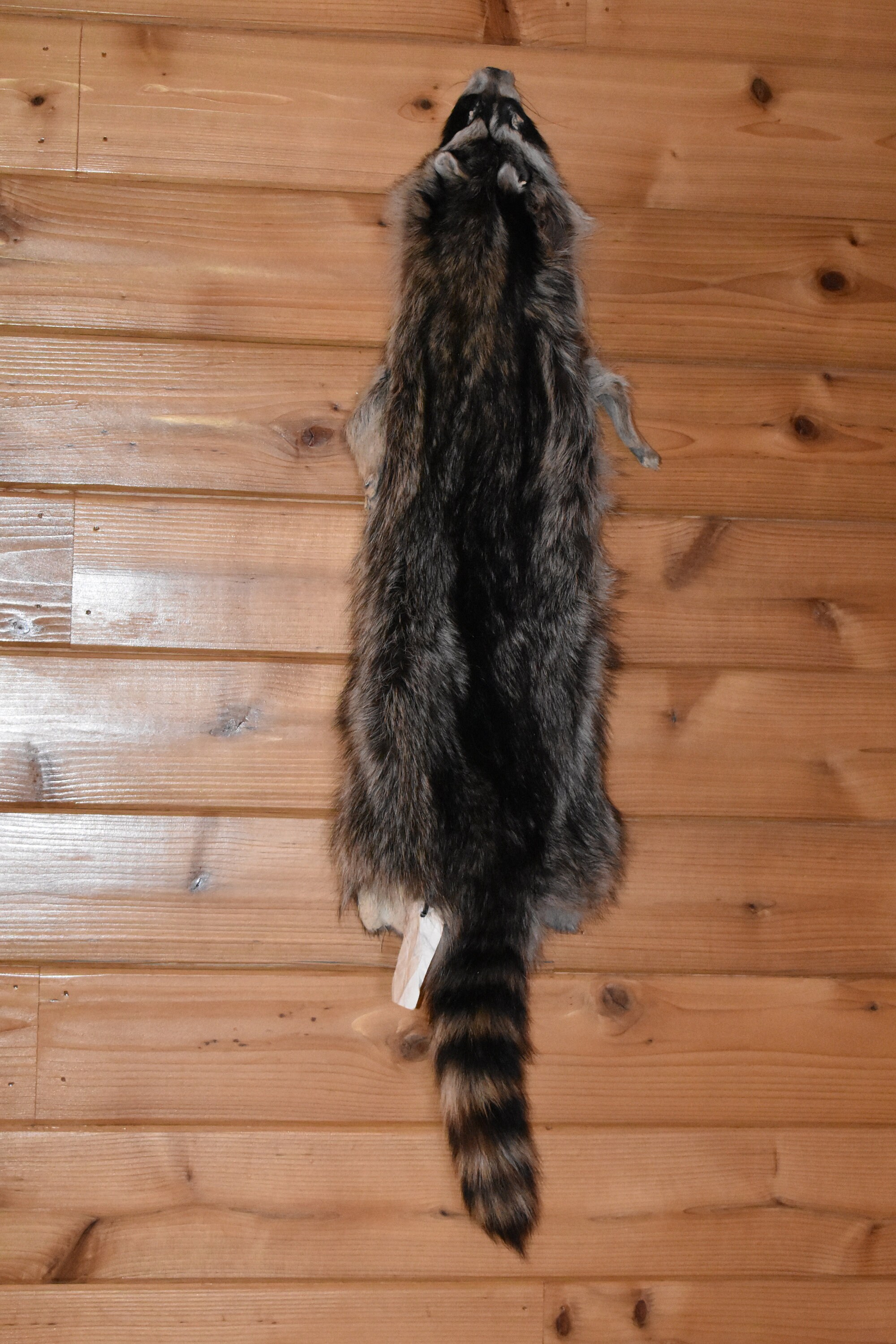 Raccoon pelt 19032 taxidermy tubed furs small animal pelts Etsy.de