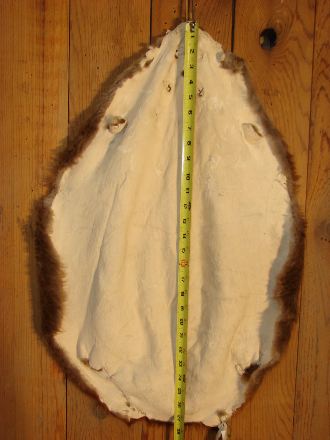 Beaver Pelt 13059 taxidermy fur animal rug tanned hide Etsy