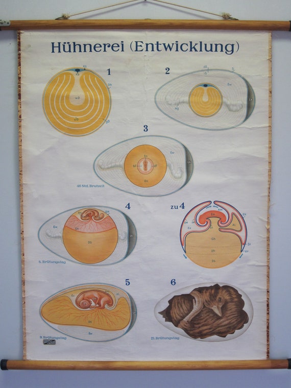 Chicken Egg Chart