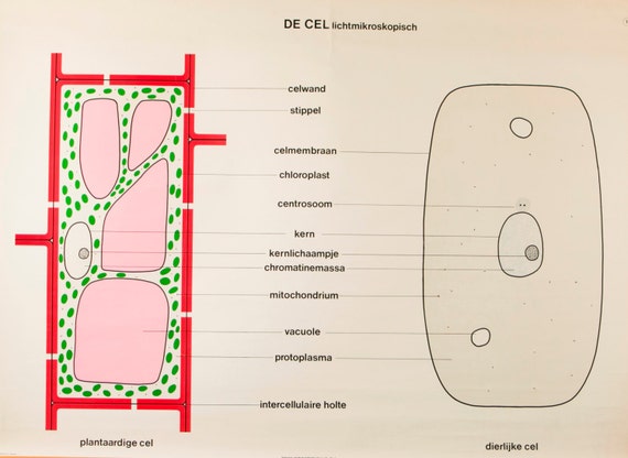 Animal And Plant Cell Chart