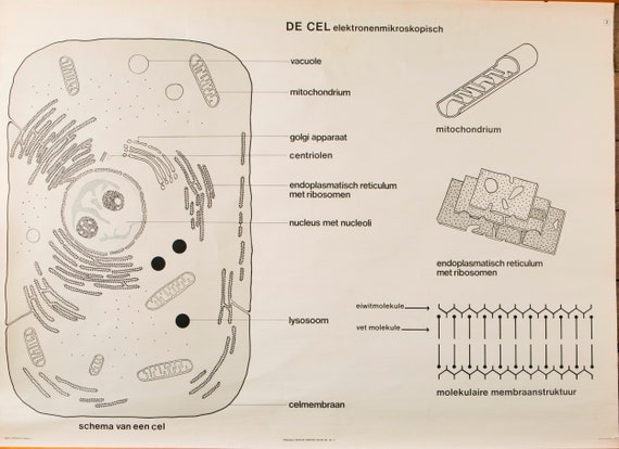 Animal And Plant Cell Chart