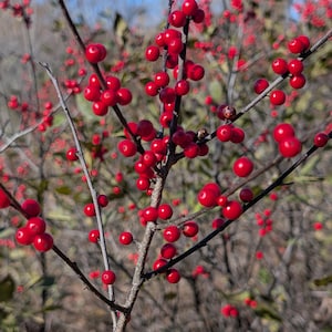 May include: A deciduous shrub branch featuring numerous small, round, bright red berries clustered along thin, greyish-brown woody stems. The plant is set against a blurred natural outdoor background under a clear blue sky.