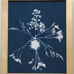 Pode incluir: Uma impressão cianotipia emoldurada de uma flor branca com caules e folhas delicados sobre um fundo azul escuro.