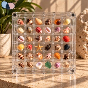 May include: A clear acrylic display case with a grid of thirty-six square compartments, each containing a unique seashell or sea creature specimen, including a small orange starfish and a piece of green sea glass arranged in rows.