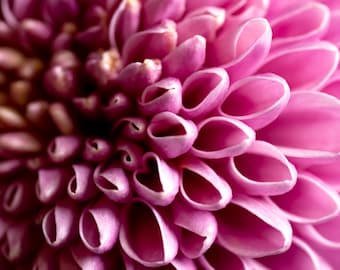 Chrysanthemum | Macro Flower Photography, Flower Photography, Botanical, Flower Art Print