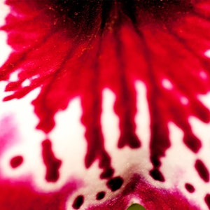 Miltonias Orchid | Macro Flower Photography, Flower Photography, Botanical, Flower Art Print