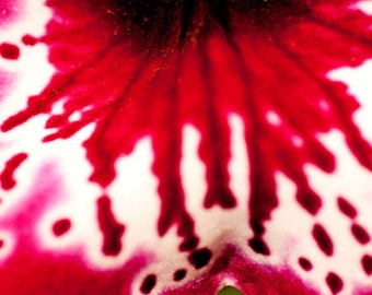 Miltonias Orchid | Macro Flower Photography, Flower Photography, Botanical, Flower Art Print