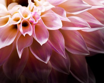 Dahlia | Macro Flower Photography, Flower Photography, Botanical, Flower Art Print, Pink Flower Art