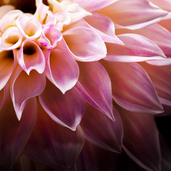 Dahlia | Macro Flower Photography, Flower Photography, Botanical, Flower Art Print, Pink Flower Art