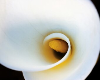 Calla Lily | Macro Flower Photography, Flower Photography, Botanical, Flower Art Print, White Flower