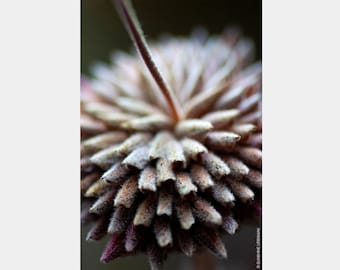 Nieznany | Fotografia makro kwiatów, Fotografia kwiatów, Botaniczny, Wydruk artystyczny kwiatów, Czarno-białe zdjęcie