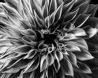 Dahlia | Macro Flower Photography, Flower Photography, Botanical, Flower Art Print, Black and White Art