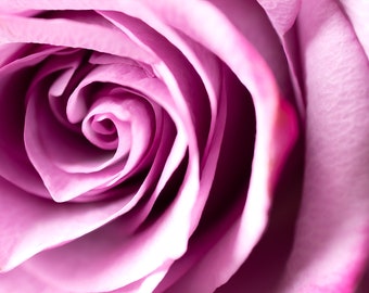 PURPLE ROSE | Fotografia makro kwiatów, Fotografia kwiatów, Botaniczny, Wydruk artystyczny kwiatów, Różowa sztuka