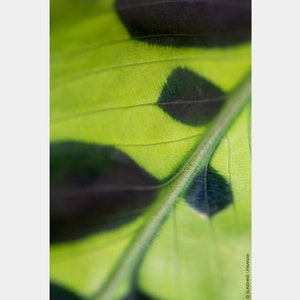 Rattle Snake Plant | Macro Leaf Photography, Nature Photography, Botanical, Leaf Art Print, Abstract Photography, Green Art