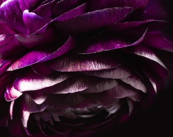 Ranonkel I | Macrobloemfotografie, bloemfotografie, botanisch, bloemkunstprint, paarse bloem