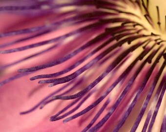 Passionflower | Fotografia makro kwiatów, Fotografia kwiatów, Botaniczny, Wydruk artystyczny kwiatów