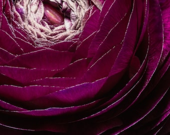 Ranonkel II | Macrobloemfotografie, bloemfotografie, botanisch, bloemkunstprint, paarse bloem