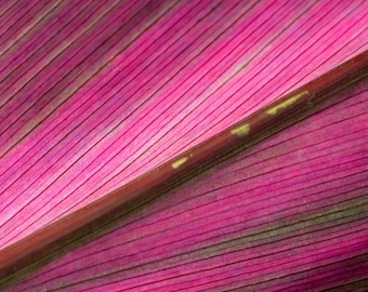 Cordyline | Fotografia makro kwiatów, Fotografia kwiatów, Botaniczny, Wydruk artystyczny kwiatów, Różowa sztuka