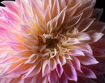 Dahlia | Macro Flower Photography, Flower Photography, Botanical, Flower Art Print, Pink Flower Art