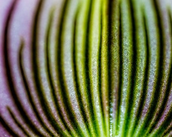 Orchid | Macro Flower Photography, Flower Photography, Flower Art, Abstract Art