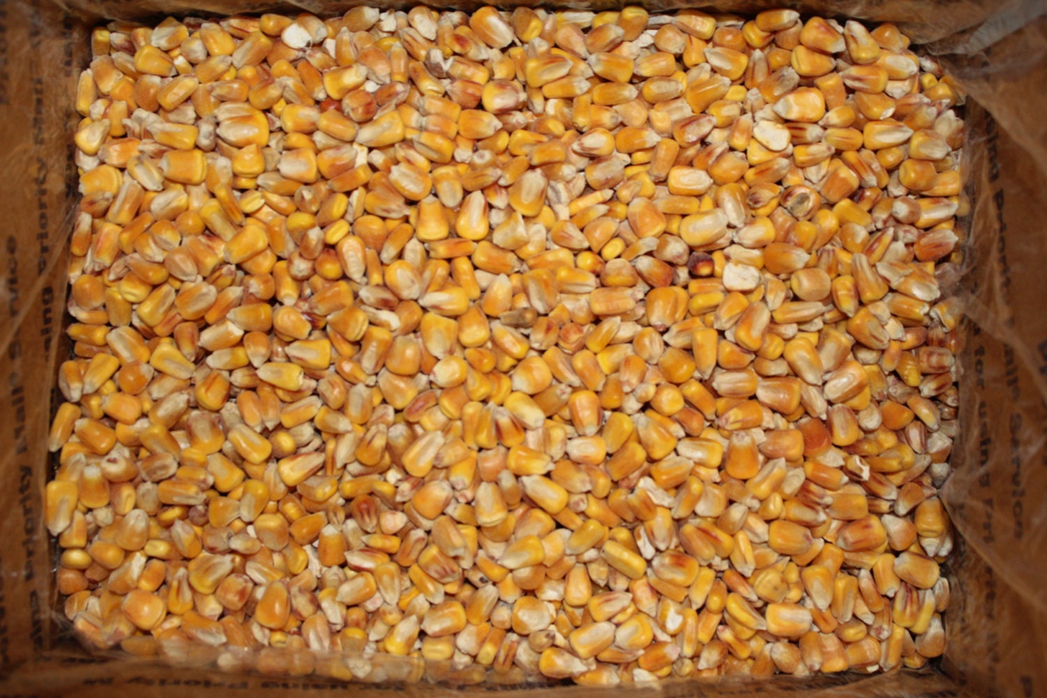 CORN SUPPLY 10 lbs Whole Feed Corn for Cornhole Bags Heating Etsy