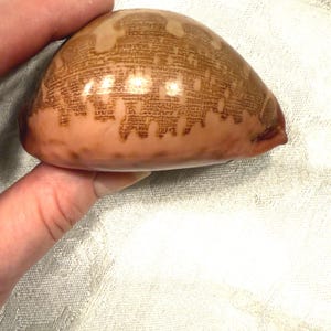 Carte vintage Shell cauris, Cypraea mappa, coquillage de collection