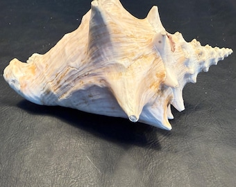 Vintage Queen Conch Sea Shell, Collectible Atlantic Ocean Seashell