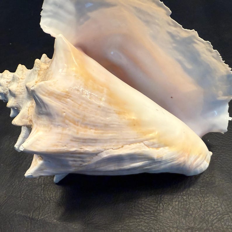 Cream Conch Shell Vintage Queen Conch Sea Shell, Collectible Atlantic Ocean Seashell - Etsy